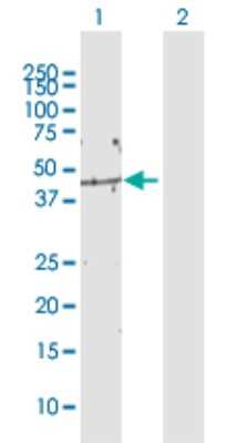 Western Blot: BRIX Antibody [H00055299-D01P] - Analysis of BXDC2 expression in transfected 293T cell line by BXDC2 polyclonal antibody.Lane 1: BXDC2 transfected lysate(38.94 KDa).Lane 2: Non-transfected lysate.