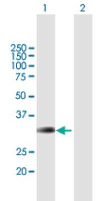 Western Blot: BRMS1 Antibody [H00025855-B01P] - Analysis of BRMS1 expression in transfected 293T cell line by BRMS1 polyclonal antibody.  Lane 1: BRMS1 transfected lysate(27.06 KDa). Lane 2: Non-transfected lysate.