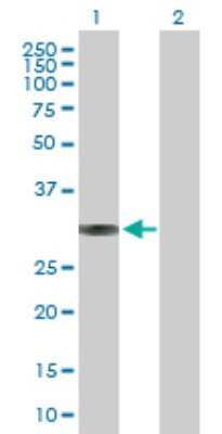 Western Blot: BRMS1 Antibody [H00025855-D01P] - Analysis of BRMS1 expression in transfected 293T cell line by BRMS1 polyclonal antibody.Lane 1: BRMS1 transfected lysate(28.50 KDa).Lane 2: Non-transfected lysate.