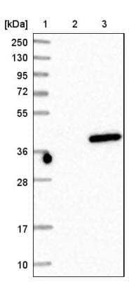 Western Blot: BRMS1 Antibody [NBP1-85090] - Lane 1: Marker [kDa] 250, 130, 95, 72, 55, 36, 28, 17, 10Lane 2: Negative control (vector only transfected HEK293T lysate)Lane 3: Over-expression lysate (Co-expressed with a C-terminal myc-DDK tag (~3.1 kDa) in mammalian HEK293T cells, LY414569)