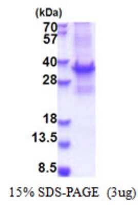 SDS-PAGE Recombinant Human BRMS1 T7 Protein