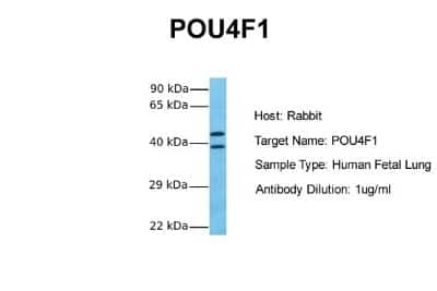 Western Blot BRN3A Antibody - BSA Free