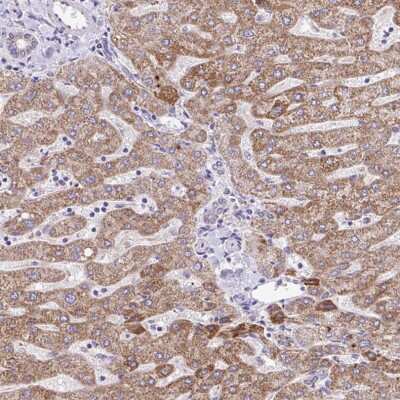 Immunohistochemistry-Paraffin BRP44 Antibody - BSA Free