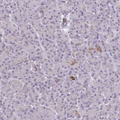 Immunohistochemistry-Paraffin BRP44 Antibody - BSA Free