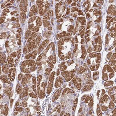 Immunohistochemistry-Paraffin: BRP44 Antibody [NBP2-31623] - Staining of human stomach shows moderate to strong cytoplasmic positivity in glandular cells.