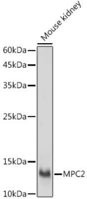 Western Blot: BRP44 Antibody [NBP3-15977] - Western blot analysis of extracts of Mouse kidney, using BRP44 antibody (NBP3-15977) at 1:1000 dilution. Secondary antibody: HRP Goat Anti-Rabbit IgG (H+L) at 1:10000 dilution. Lysates/proteins: 25ug per lane. Blocking buffer: 3% nonfat dry milk in TBST. Detection: ECL Basic Kit. Exposure time: 30s.