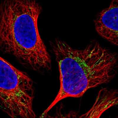 Immunocytochemistry/Immunofluorescence: BRP44L Antibody [NBP2-55529] - Staining of human cell line U-2 OS shows localization to mitochondria.