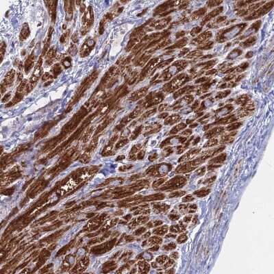 Immunohistochemistry-Paraffin BRP44L Antibody - BSA Free