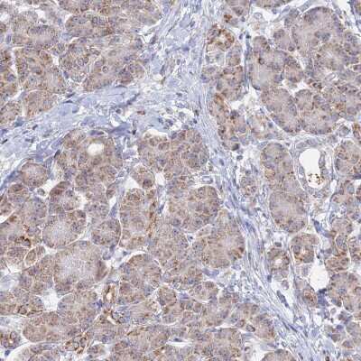 Immunohistochemistry-Paraffin BRP44L Antibody - BSA Free