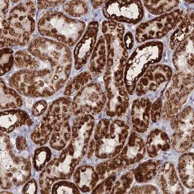 Immunohistochemistry-Paraffin BRP44L Antibody - BSA Free