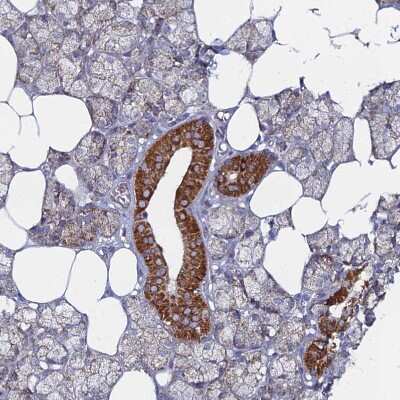 Immunohistochemistry-Paraffin BRP44L Antibody - BSA Free