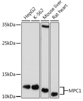 Western Blot BRP44L Antibody - Azide and BSA Free