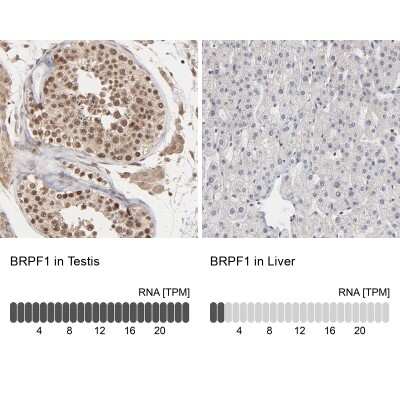 Immunohistochemistry-Paraffin: BRPF1 Antibody [NBP1-88369] - Staining in human testis and liver tissues using anti-BRPF1 antibody. Corresponding BRPF1 RNA-seq data are presented for the same tissues.