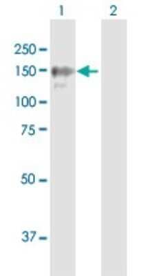 Western Blot: BRPF1 Antibody [H00007862-B01P] - Analysis of BRPF1 expression in transfected 293T cell line by BRPF1 polyclonal antibody.  Lane 1: BRPF1 transfected lysate(134.2 KDa). Lane 2: Non-transfected lysate.