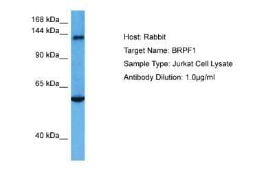 Western Blot: BRPF1 Antibody [NBP2-87030] - Host: Rabbit. Target Name: BRPF1. Sample Tissue: Human Jurkat Whole Cell lysates. Antibody Dilution: 1ug/ml