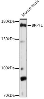 Western Blot: BRPF1 Antibody [NBP3-15510] - Western blot analysis of extracts of Mouse testis, using BRPF1 Rabbit pAb (NBP3-15510) at 1:1000 dilution. Secondary antibody: HRP Goat Anti-Rabbit IgG (H+L) at 1:10000 dilution. Lysates/proteins: 25ug per lane. Blocking buffer: 3% nonfat dry milk in TBST. Detection: ECL Basic Kit. Exposure time: 90s.