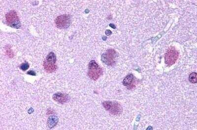 Immunohistochemistry-Paraffin: BRS3 Antibody [NBP1-02326] - Staining of human brain. Immunohistochemistry of formalin-fixed, paraffin-embedded tissue after heat-induced antigen retrieval. Antibody concentration 10 ug/ml.