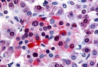 Immunohistochemistry-Paraffin: BRS3 Antibody [NBP1-02374] - Staining of Human Pancreas, Islet tissue after heat-induced antigen retrieval. Antibody concentration 10 ug/ml.