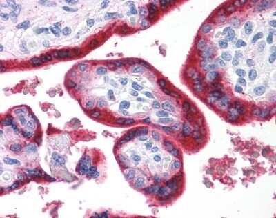 Immunohistochemistry-Paraffin: BRS3 Antibody [NLS4915] - Analysis of anti-BRS3 antibody with human placenta, villi. Tssue after heat-induced antigen retrieval.