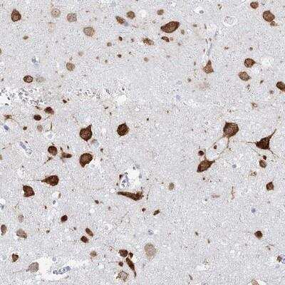 Immunohistochemistry-Paraffin: BRUNOL4 Antibody [NBP1-89932] - Staining of human cerebral cortex shows strong cytoplasmic positivity in neuronal cells.