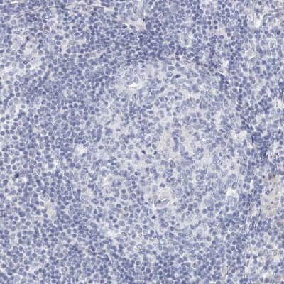 Immunohistochemistry-Paraffin: BRUNOL4 Antibody [NBP1-89932] - Staining of human lymph node shows no positivity in lymphoid cells as expected.