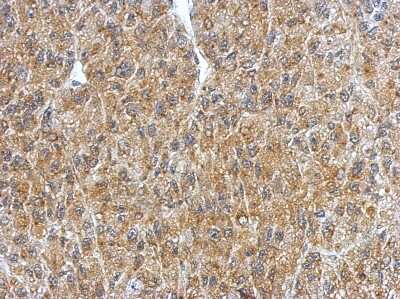 Immunohistochemistry-Paraffin BRUNOL4 Antibody - BSA Free