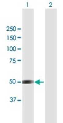 Western Blot: BRUNOL4 Antibody [H00056853-B01P] - Analysis of BRUNOL4 expression in transfected 293T cell line by BRUNOL4 polyclonal antibody.  Lane 1: BRUNOL4 transfected lysate(53.24 KDa). Lane 2: Non-transfected lysate.