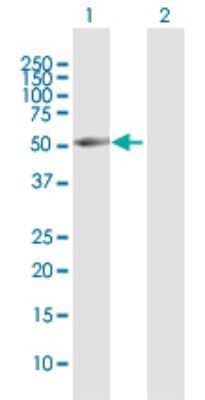 Western Blot: BRUNOL4 Antibody [H00056853-D01P] - Analysis of BRUNOL4 expression in transfected 293T cell line by BRUNOL4 polyclonal antibody.Lane 1: BRUNOL4 transfected lysate(51.80 KDa).Lane 2: Non-transfected lysate.