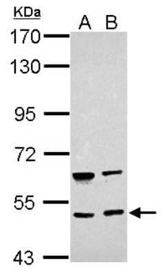 Western Blot BRUNOL4 Antibody - BSA Free