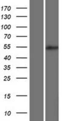Western Blot: BRUNOL5 Overexpression Lysate (Adult Normal) [NBP2-06501] Left-Empty vector transfected control cell lysate (HEK293 cell lysate); Right -Over-expression Lysate for BRUNOL5.
