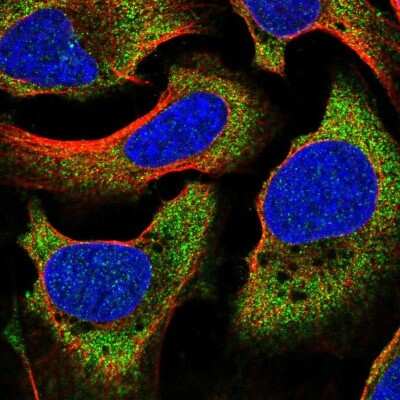 Immunocytochemistry/Immunofluorescence: BRUNOL6 Antibody [NBP2-31562] - Immunofluorescent staining of human cell line U-2 OS shows localization to cytosol.