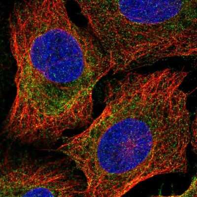 Immunocytochemistry/Immunofluorescence: BRUNOL6 Antibody [NBP2-32050] - Immunofluorescent staining of human cell line U-2 OS shows localization to cytosol.