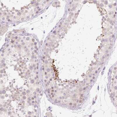 Immunohistochemistry-Paraffin: BRUNOL6 Antibody [NBP2-31562] - Staining of human testis shows distinct positivity in spermatozoa.