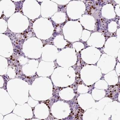 Immunohistochemistry-Paraffin: BRUNOL6 Antibody [NBP2-32050] - Staining of human bone marrow shows strong nuclear and cytoplasmic positivity in hematopoietic cells.