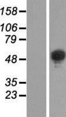 Western Blot: BRUNOL6 Overexpression Lysate (Adult Normal) [NBP2-05858] Left-Empty vector transfected control cell lysate (HEK293 cell lysate); Right -Over-expression Lysate for BRUNOL6.