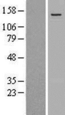 Western Blot WDR11 Overexpression Lysate
