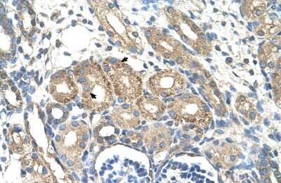 Immunohistochemistry-Paraffin: BSDC1 Antibody [NBP1-70421] - Human kidney Tissue, antibody concentration 4-8ug/ml. Cells with positive label: renal corpuscle cells (indicated with arrows) 400X magnification.