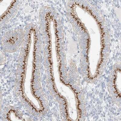 Immunohistochemistry-Paraffin: BSDC1 Antibody [NBP1-84644] - Staining of human corpus, uterine shows strong cytoplasmic positivity with a granular pattern in glandular cells.
