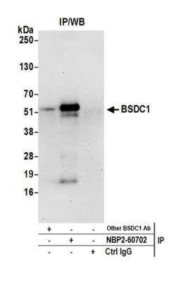Immunoprecipitation: BSDC1 Antibody [NBP2-60702] - Detection of human BSDC1 by western blot of immunoprecipitates. Samples: Whole cell lysate (0.5 or 1.0 mg per IP reaction; 20% of IP loaded) from 293T cells prepared using NETN lysis buffer. Antibodies: Affinity purified rabbit anti-BSDC1 antibody NBP2-60702 used for IP at 20 ul per reaction. BSDC1 was also immunoprecipitated by another rabbit anti-BSDC1 antibody. For blotting immunoprecipitated BSDC1, NBP2-60702 was used at 1:100. Detection: Chemiluminescence with an exposure time of 30 seconds.