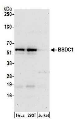 Western Blot: BSDC1 Antibody [NBP2-60702] - Detection of human BSDC1 by western blot. Samples: Whole cell lysate (15 ug) from HeLa, 293T, and Jurkat cells prepared using NETN lysis buffer. Antibody: Affinity purified rabbit anti-BSDC1 antibody NBP2-60702 used for WB at 1:1000. Detection: Chemiluminescence with an exposure time of 30 seconds.