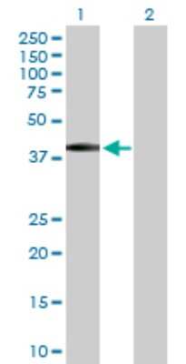 Western Blot: BSND Antibody [H00007809-D01P] - Analysis of BSND expression in transfected 293T cell line by BSND polyclonal antibody.Lane 1: BSND transfected lysate(35.20 KDa).Lane 2: Non-transfected lysate.