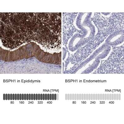 <b>Orthogonal Strategies Validation. </b>Immunohistochemistry-Paraffin: BSPH1 Antibody [NBP2-62617] - Analysis in human epididymis and endometrium tissues using Anti-BSPH1 antibody. Corresponding BSPH1 RNA-seq data are presented for the same tissues.