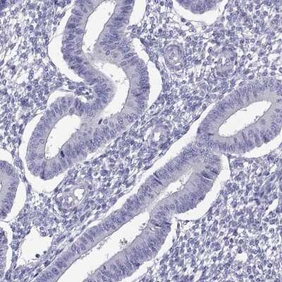 Immunohistochemistry-Paraffin: BSPH1 Antibody [NBP2-62617] - Staining of human endometrium shows low expression as expected.