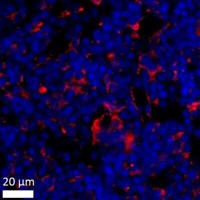 Immunohistochemistry: BST2 Antibody - Azide Free [NBP2-45265] - Mouse femur bone marrow section stained with BST2 antibody (red) and DAPI (blue). Image from a verified customer review. Image using the standard format of this product.