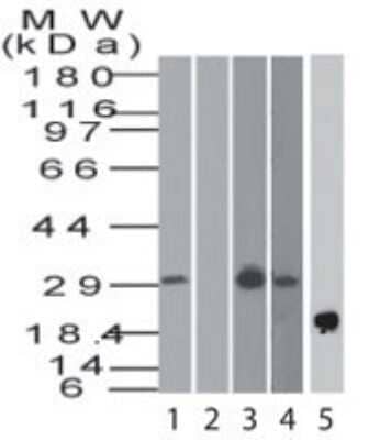 Western Blot: BST2 Antibody - Azide Free [NBP2-45265] - Analysis using BST2 antibody. Human heart in the 1) absence and 2) presence of immunizing peptide, 3) human Jurkat, 4) mouse RAW lysate and 5) recombinant human BST2 protein probed with BST2 antibody at 4 ug/mL. Goat anti-rabbit IgG HRP secondary antibody and PicoTect ECL substrate solution were used for this test. Image using the standard format of this product.