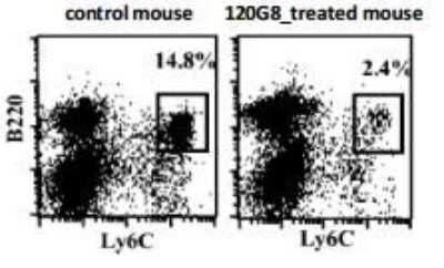 Flow Cytometry: BST2 Antibody (120G8.04) - Bulk Size [DDX0390-HD10] - BST2 Antibody (120G8.04) [DDX0390-HD10] - In vivo depletion of mouse PDCs (gated on CD11c+CD3- cells)