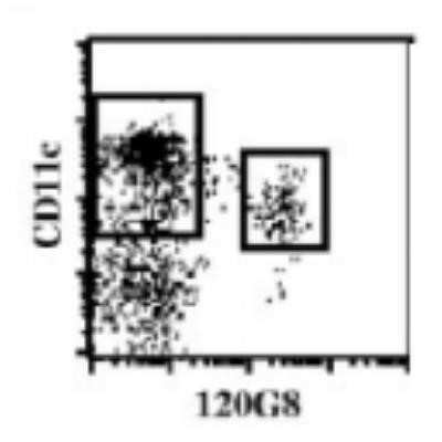 Flow Cytometry: BST2 Antibody (120G8.04) - Bulk Size [DDX0390-HD10] - Facs sorting of mouse PDCs (120G8/CD11c)