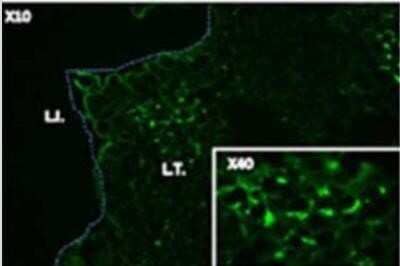 Immunocytochemistry/Immunofluorescence: BST2 Antibody (120G8.04) - Bulk Size [DDX0390-HD10] - Staining of murine peyer's patch: BST-2