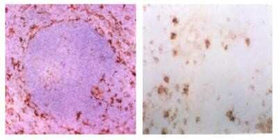Immunohistochemistry: BST2 Antibody (120G8.04) - Bulk Size [DDX0390-HD10] - IHC staining of murine spleen cryosections