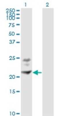 Western Blot: BST2 Antibody (3H4) [H00000684-M02] - Analysis of BST2 expression in transfected 293T cell line by BST2 monoclonal antibody (M02), clone 3H4.Lane 1: BST2 transfected lysate(19.8 KDa).Lane 2: Non-transfected lysate.